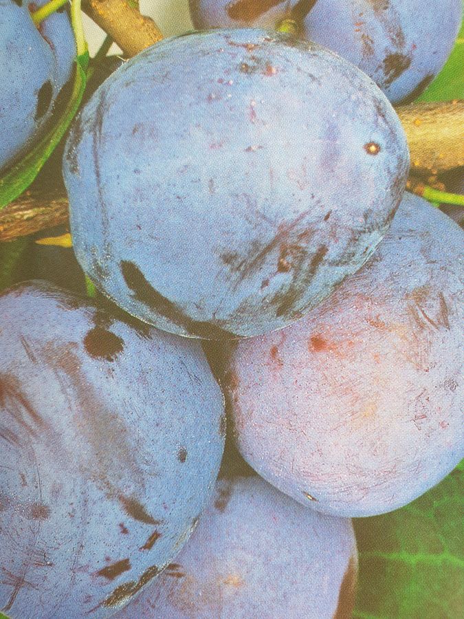 Pflaumenbaum Im Topf – Obstbaum Max. 170 Cm Hoch, 2 Jahre Alt, Aus Italienischem Anbau, Winterhart