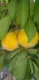 Susino Sorriso di Primavera (Autofertile)(Prunus domestica)
