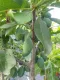 Susino Stanley (Autofertile)(Prunus domestica)