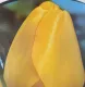 Tulipano Darwin Golden Apeldoorn