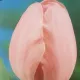 Tulipano Darwin Pink Impression