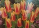 Tulipano Darwin Sorbet